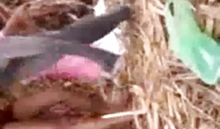 টুইট থেকে ছোটদের চোদা চোদি লিংক কপি করুন