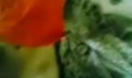 নাটালি মঙ্গল-পার্ট 4 চোদা চোদি করা